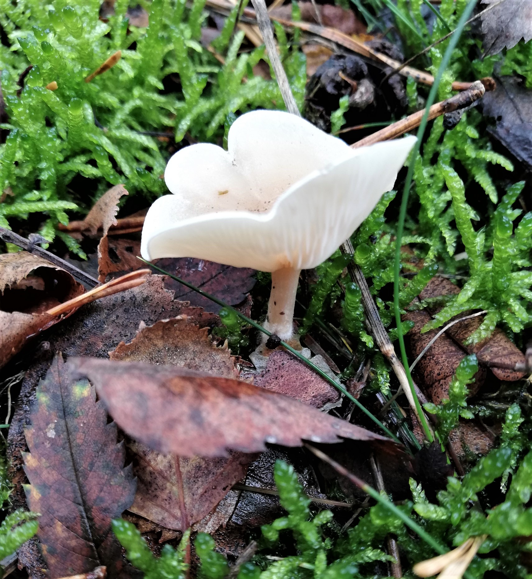 kleine bostrechterzwam ?